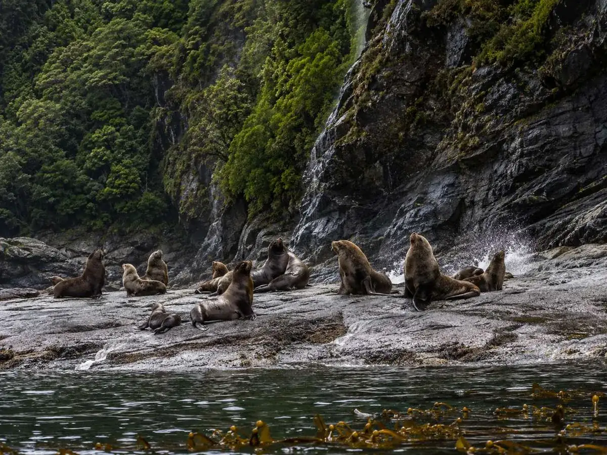New Zealand fur seals hauled out on the rocks near Seal Point